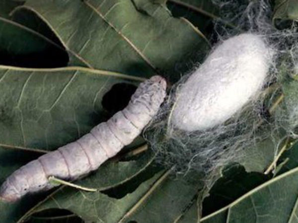 Silk worm and cocoon