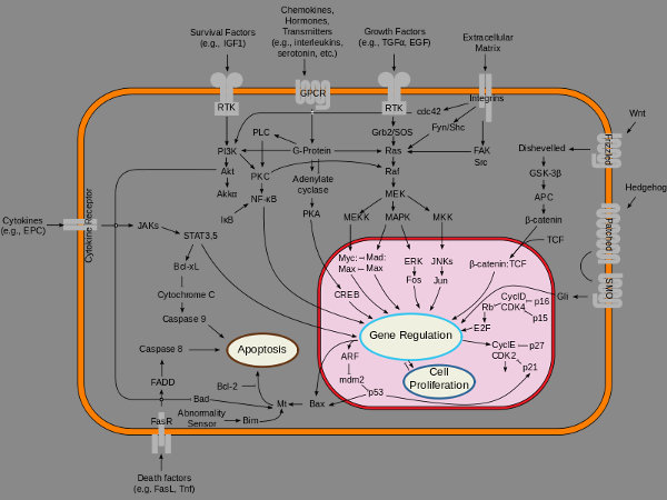 download diagnosis and management of polycystic ovary syndrome