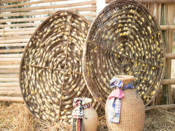 What is Sericulture? Scope And Career Opportunities