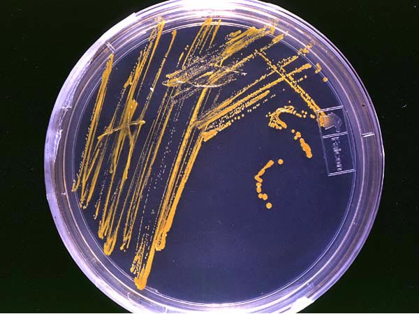 Free Online Course on Human Molecular Genetics Free Online Course on Human Molecular Genetics