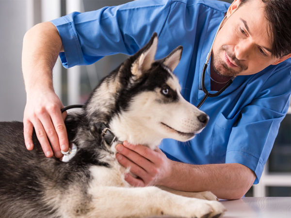 Veterinarian