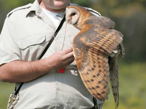 Ornithologist