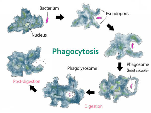Binary Fission In Amoeba