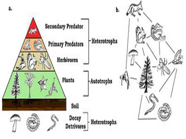 Food chain