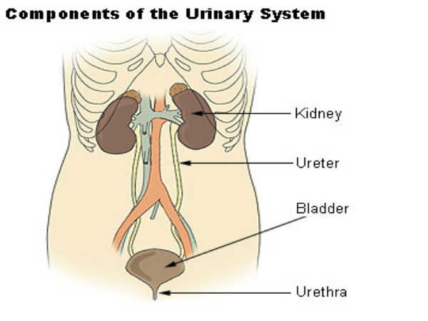 Human excretory system