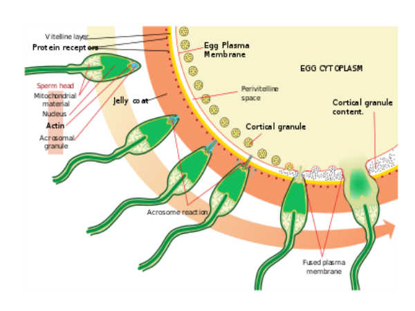 Microscopic Structure Of A Human Sperm