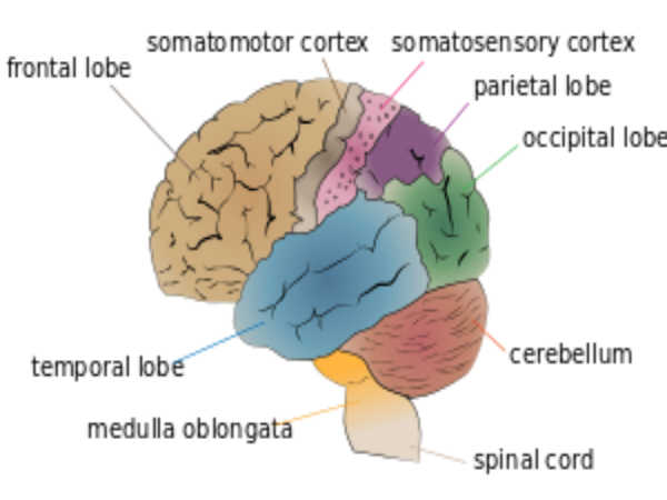 Nervous System