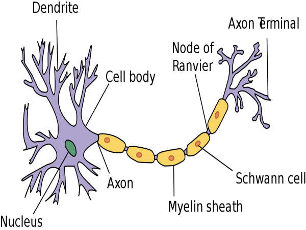 Neuron Diagram