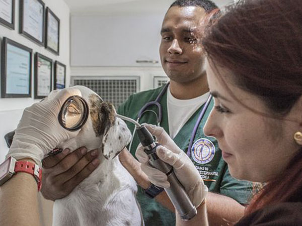 Veterinary Doctor