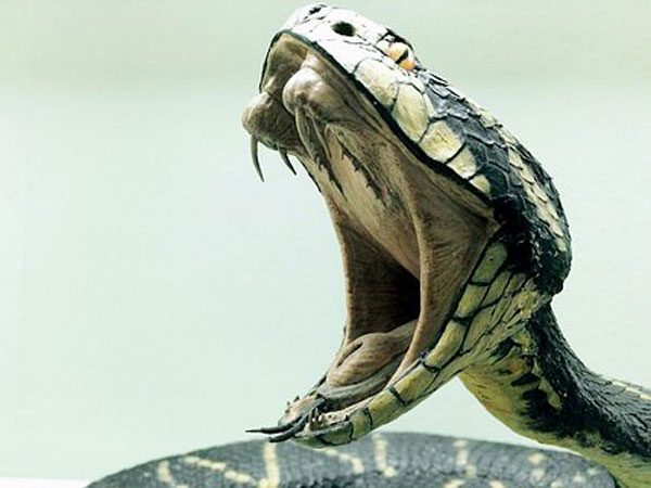 Snake Milker