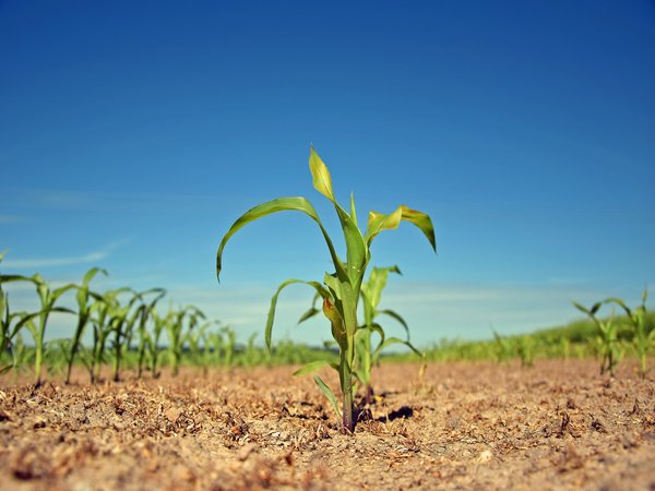 Agricultural Engineering