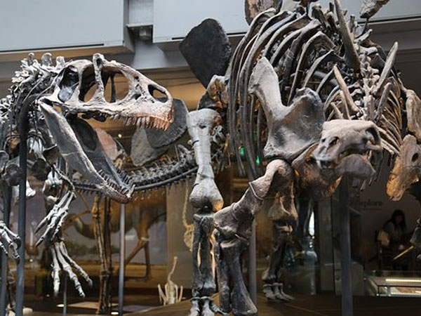 Museum Director