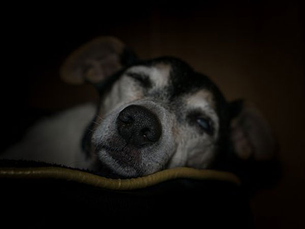 Animal Caretaker