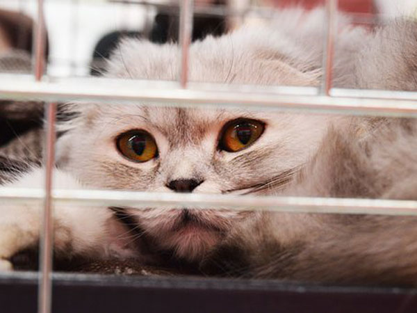 Pet Adoption Counselor