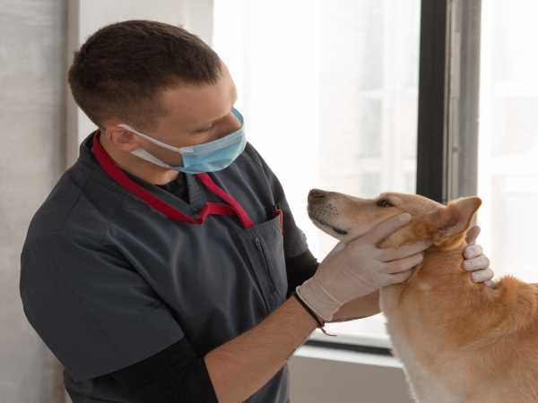 Career In Veterinary Science