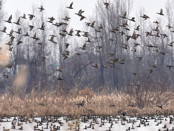 List of Ramsar Sites in India List of Ramsar Sites in India