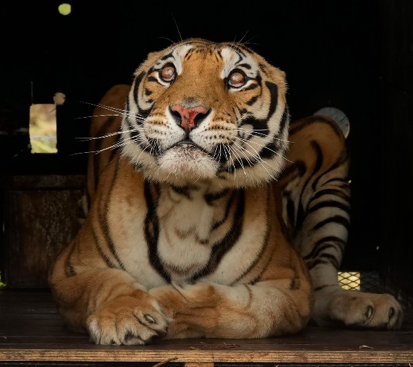 WORLD ANIMAL WELFARE DAY: History, Theme, Significance & More - Careerindia WORLD ANIMAL WELFARE DAY: History, Theme, Significance & More - Careerindia