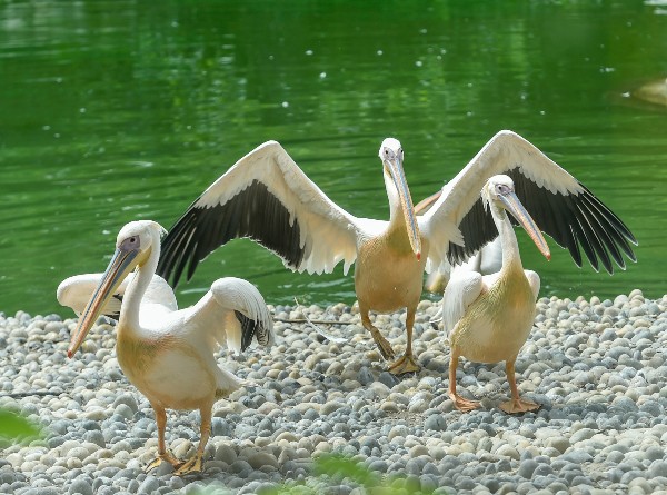 World Migratory Bird Day was observed on October 8
