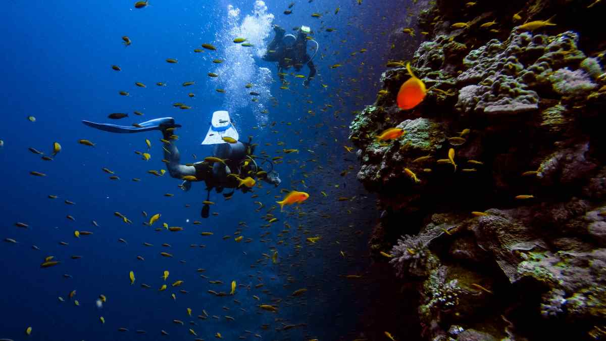 समुद्र विज्ञान में करियर के अवसर: पाठ्यक्रम समुद्र विज्ञान में करियर के अवसर: पाठ्यक्रम