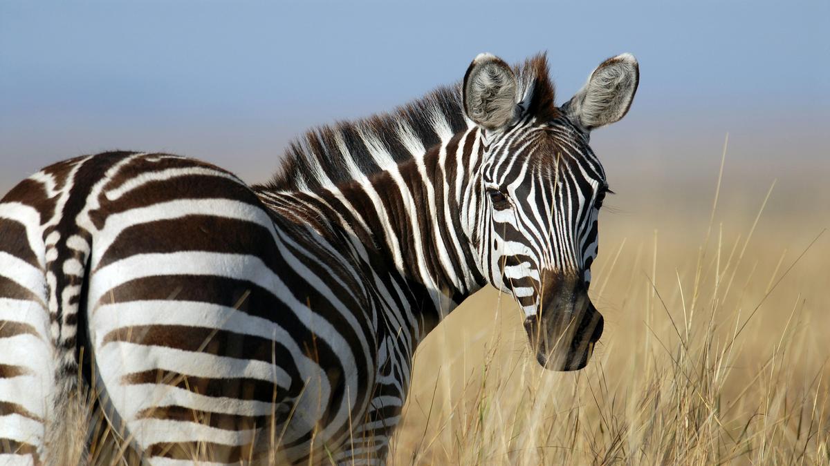 International Zebra Day; Origin, Significance and more Careerindia